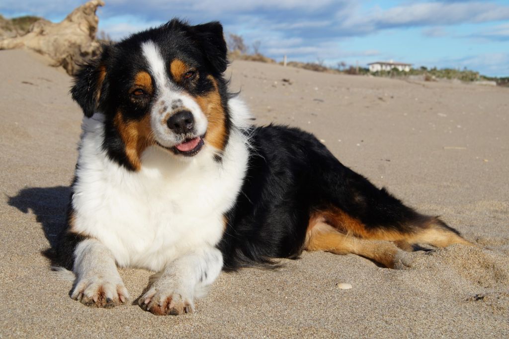 CH. Jungle book bagheera des minis toon's