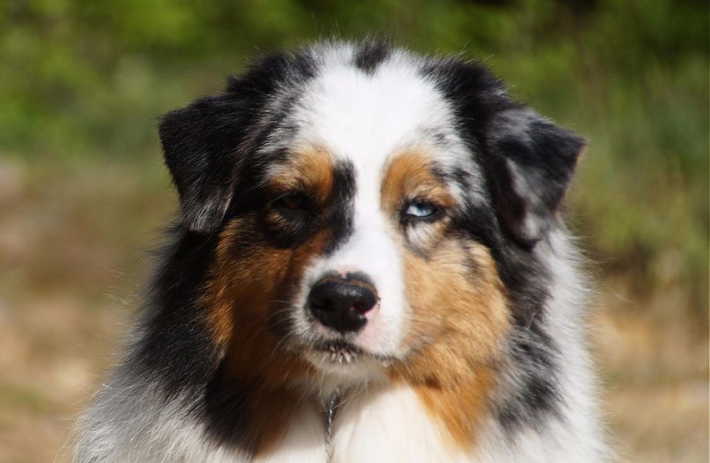 Jungle king kiara des minis toon's