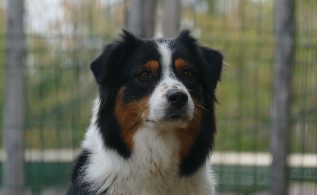 CH. Jungle book bagheera des minis toon's