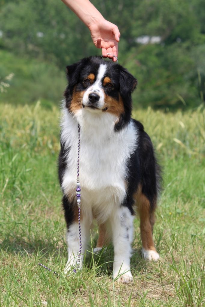 CH. Jungle book bagheera des minis toon's