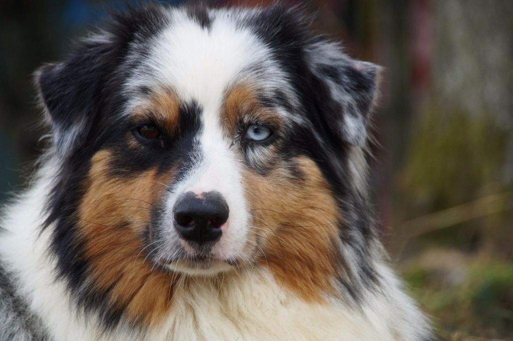 Jungle king kiara des minis toon's