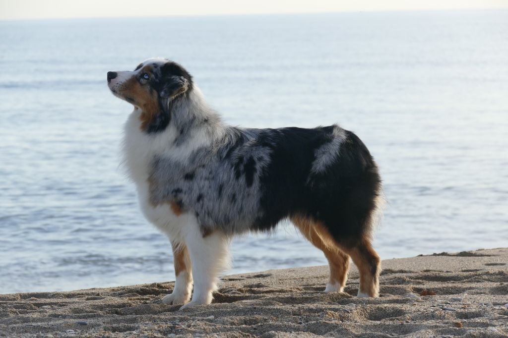 Jungle king kiara des minis toon's