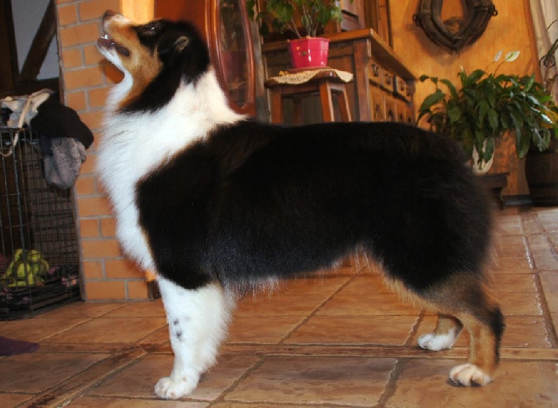 CH. Jungle book bagheera des minis toon's