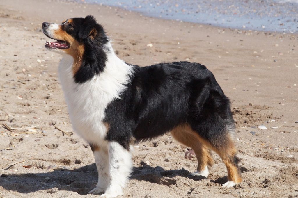 CH. Jungle book bagheera des minis toon's