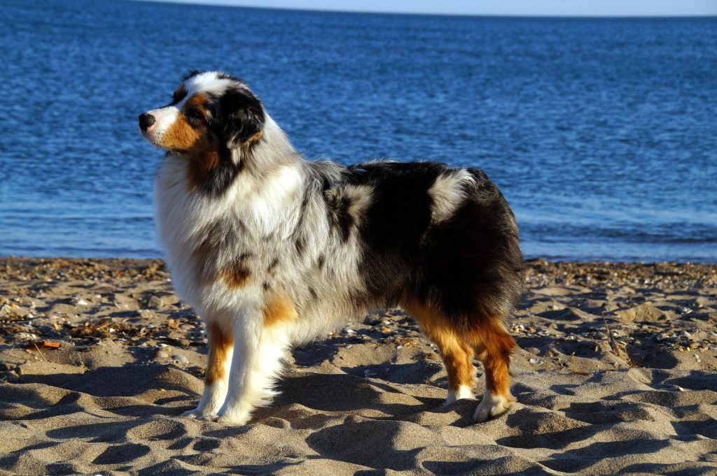 Jungle king kiara des minis toon's