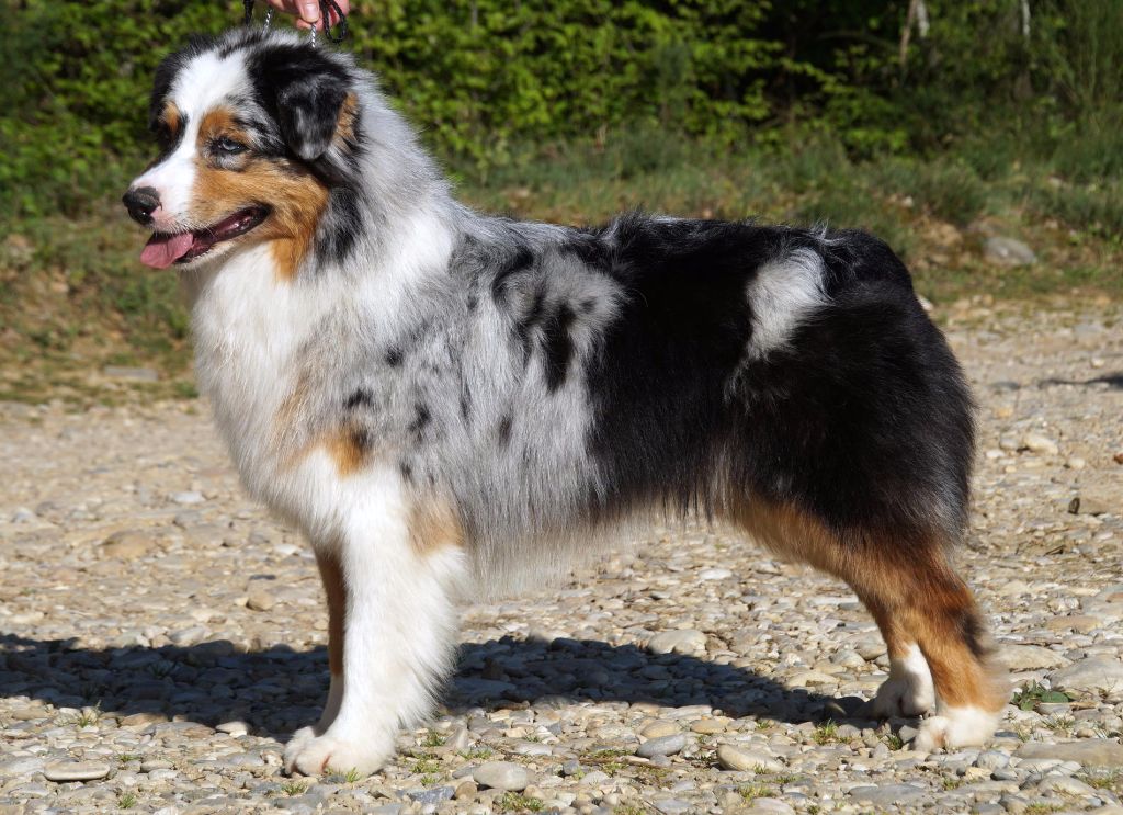 Jungle king kiara des minis toon's