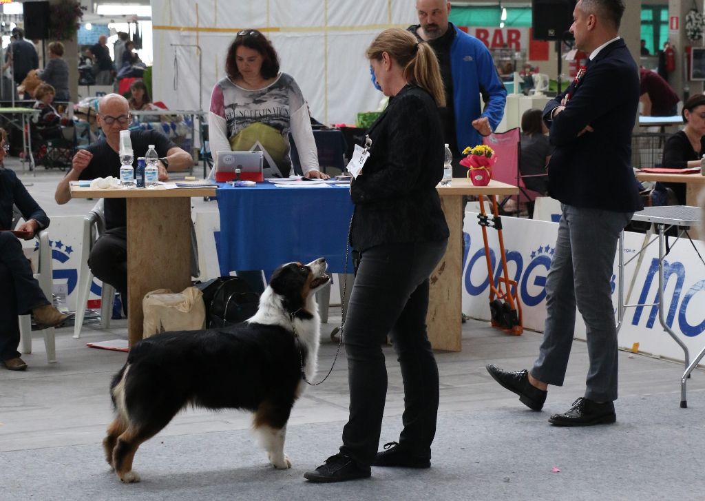 CH. Jungle book bagheera des minis toon's