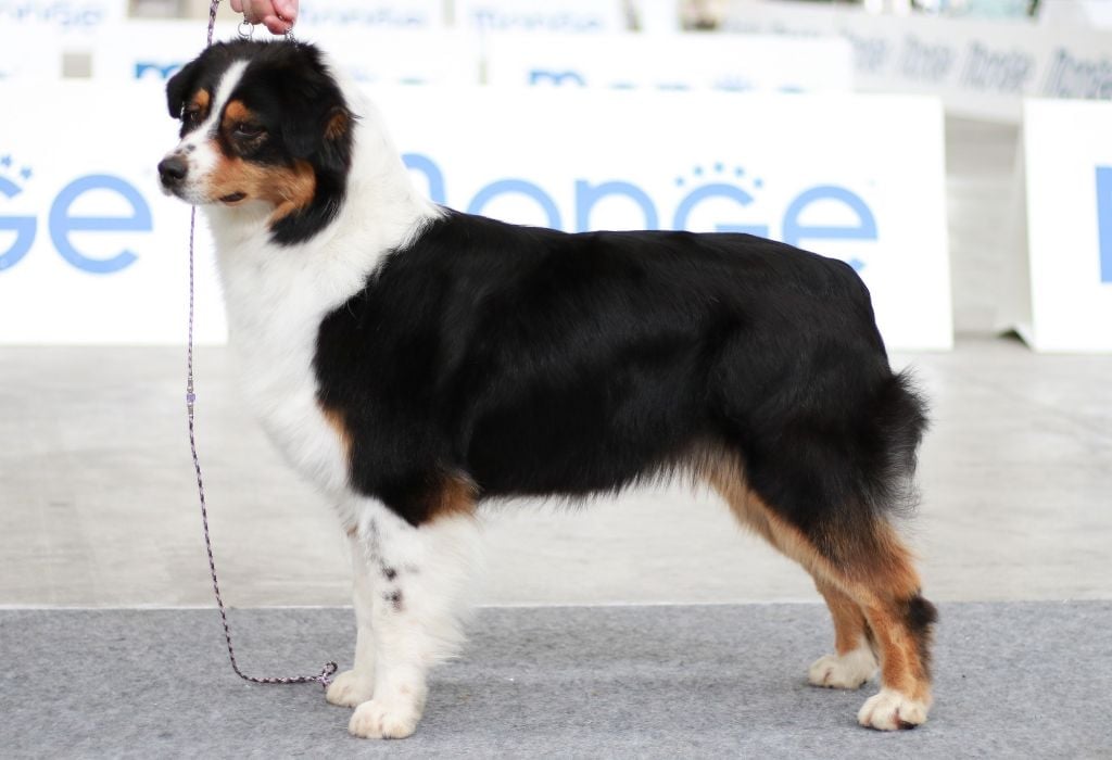 CH. Jungle book bagheera des minis toon's