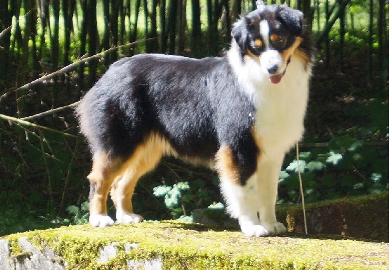 CH. Jungle book bagheera des minis toon's