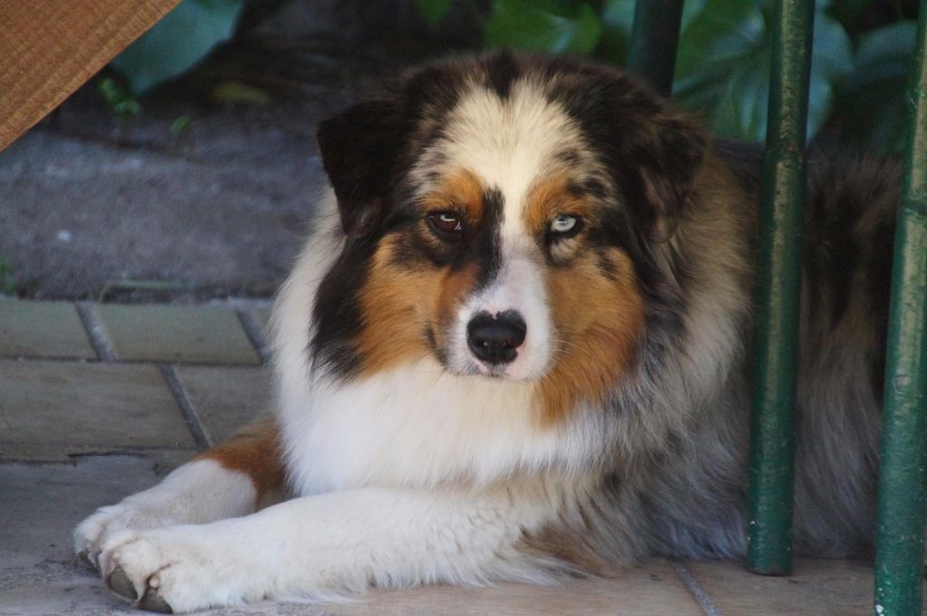 Jungle king kiara des minis toon's