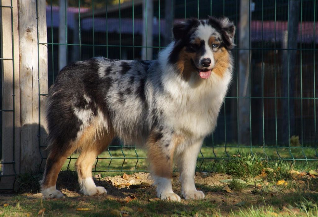 Jungle king kiara des minis toon's