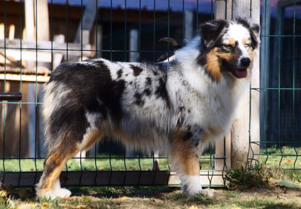 Jungle king kiara des minis toon's