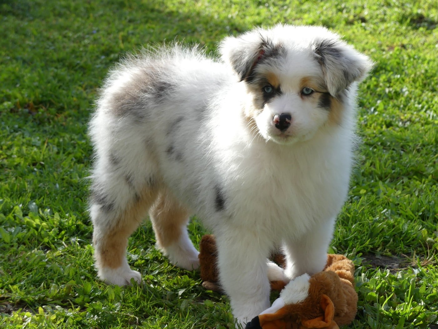 Arendelle Kingdom Elsa