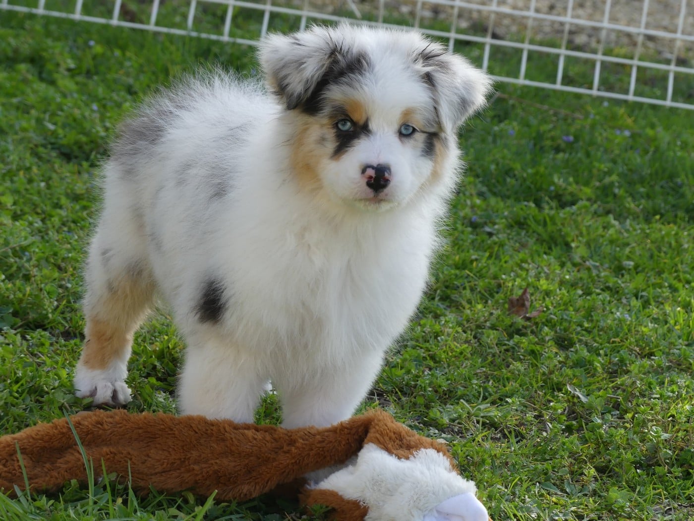 Arendelle Kingdom Elsa