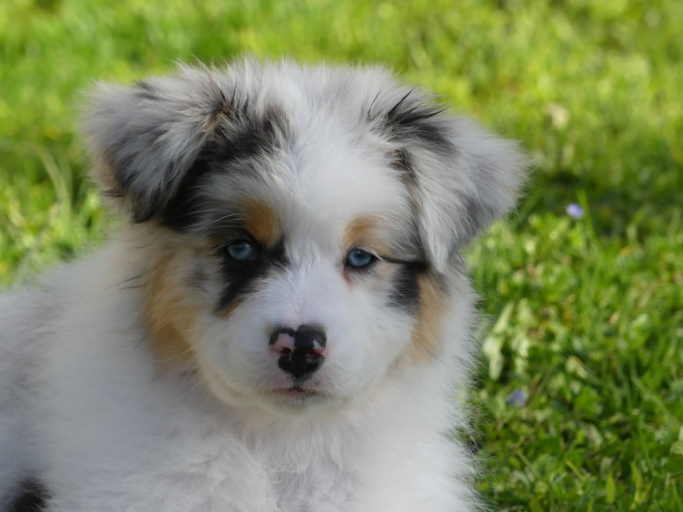 Arendelle Kingdom Elsa