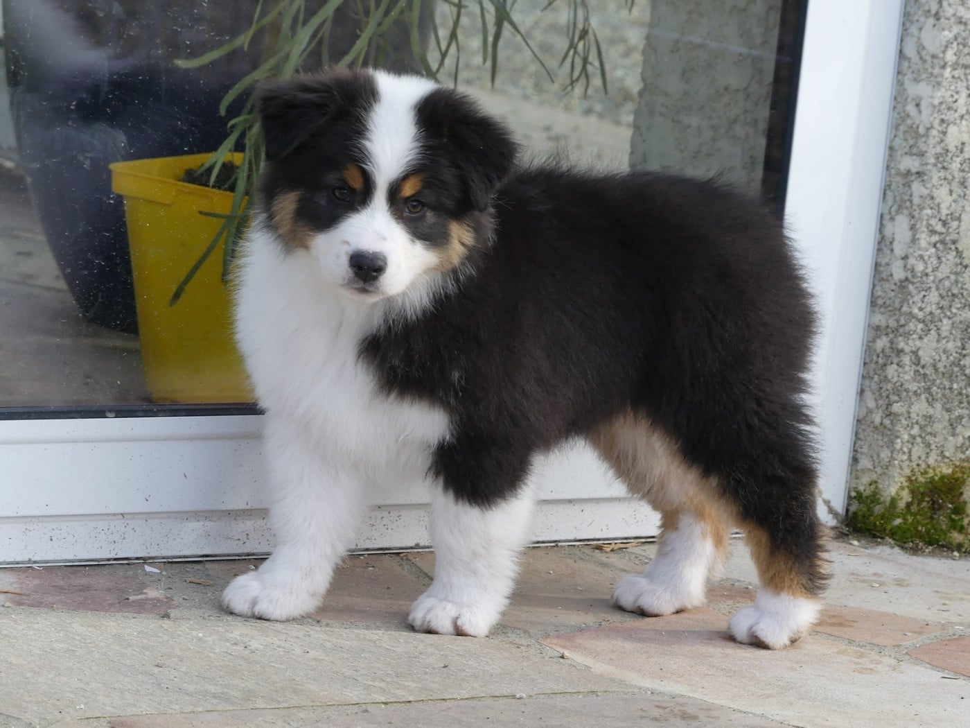 Arendelle Kingdom Anna