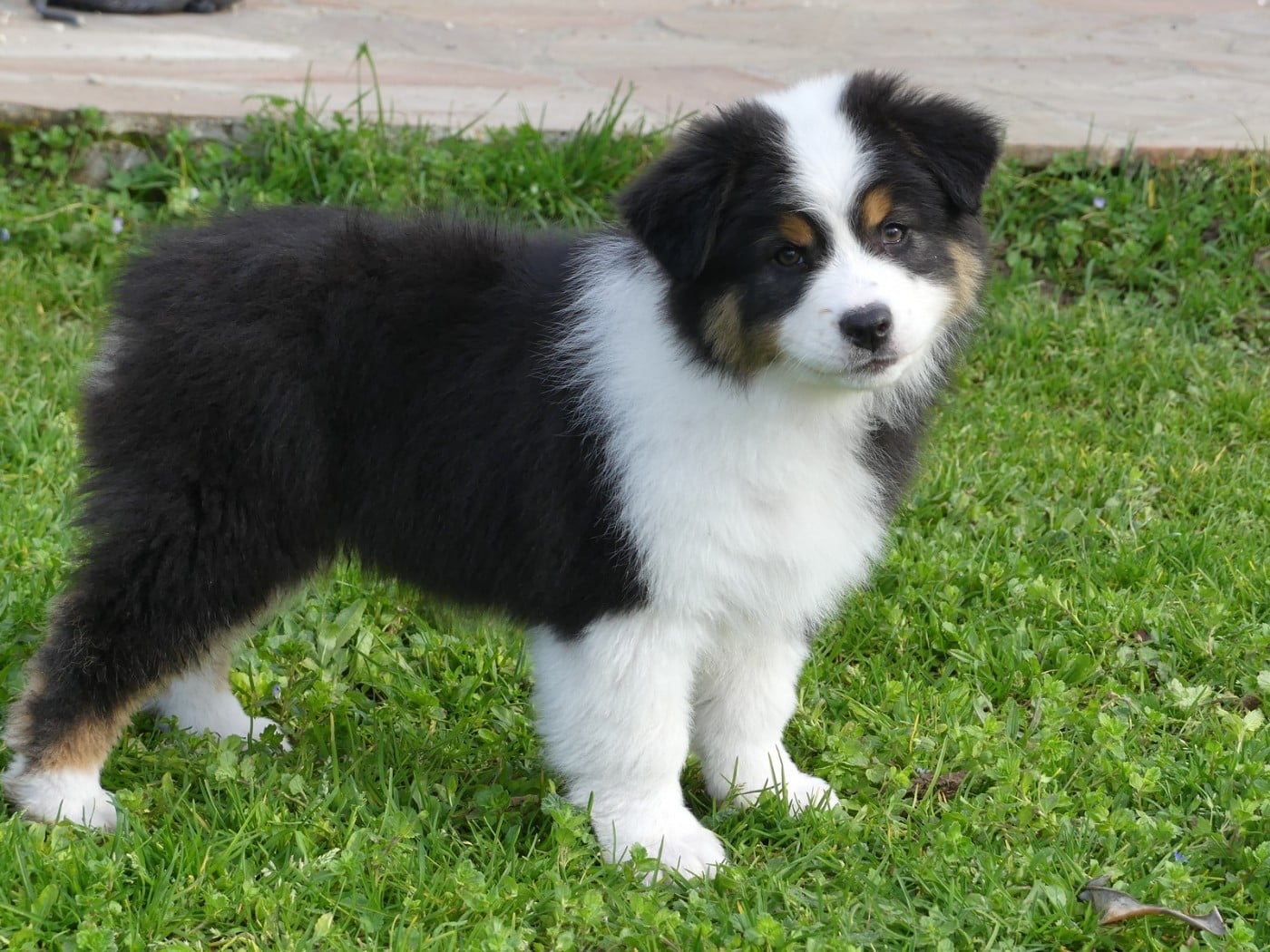 Arendelle Kingdom Anna