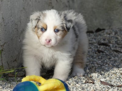 Les chiots de Berger Australien