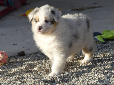 Les chiots de Berger Australien