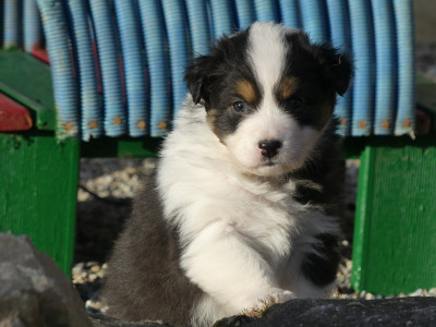 Les chiots de Berger Australien