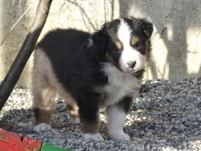 Les chiots de Berger Australien