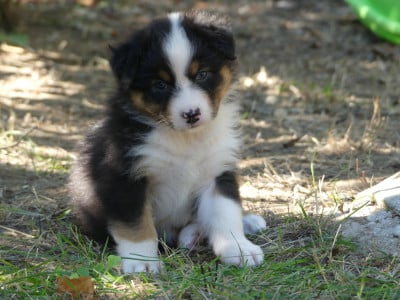 Les chiots de Berger Australien