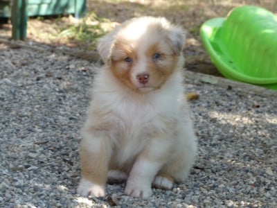 Les chiots de Berger Australien