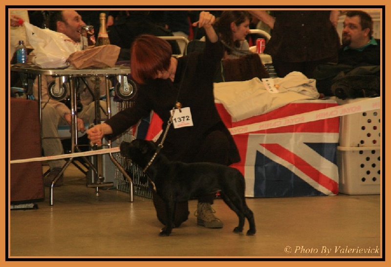 Angels Staffords Gone baby gone - Très Prometteur - Classe Puppy