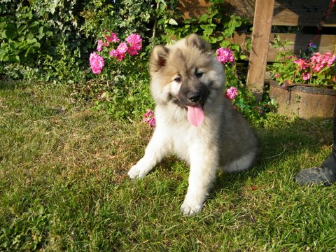 Publication : du Clos Lucy Auteur : Anita MASTROTOTARO