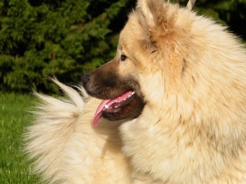 Publication : du Clos Lucy Auteur : Anita MASTROTOTARO