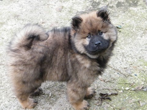 Publication : du Clos Lucy Auteur : Le Clos Lucy