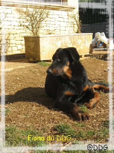 Fiona du Domaine de Glade