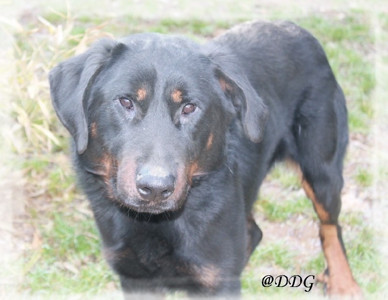 Fares dit alfa du Domaine de Glade