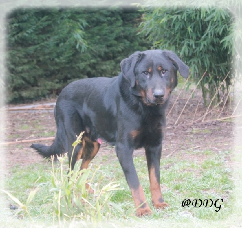 Fares dit alfa du Domaine de Glade