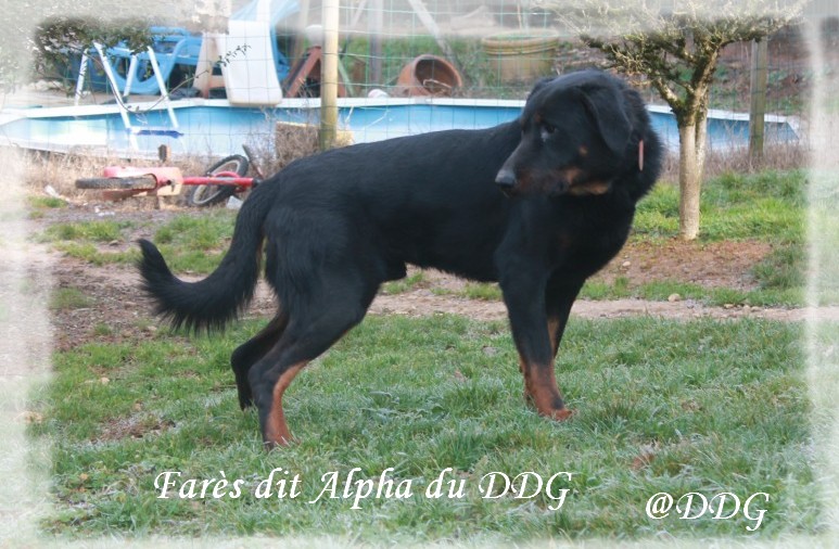 Fares dit alfa du Domaine de Glade