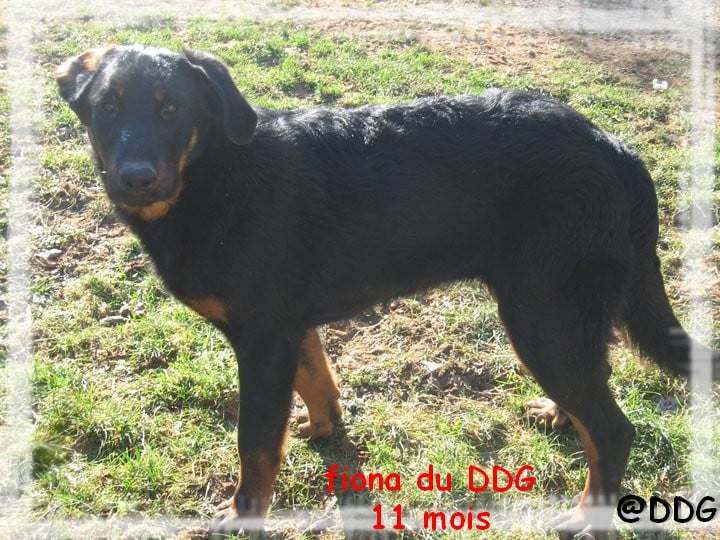 Fiona du Domaine de Glade