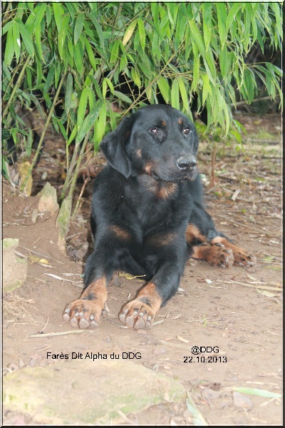 Fares dit alfa du Domaine de Glade