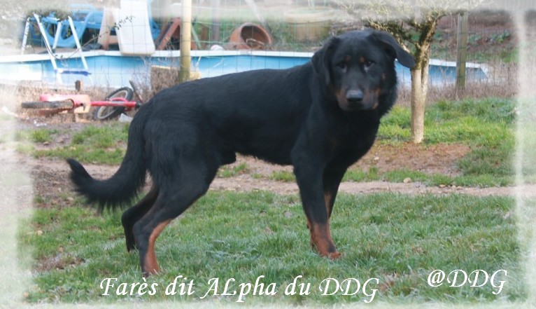 Fares dit alfa du Domaine de Glade