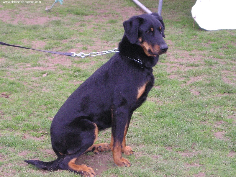 Violette du Domaine de Glade - Excellent en morpho