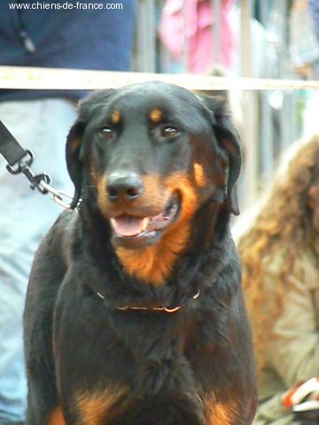 Violette du Domaine de Glade - 4° Excellente C. ouverte