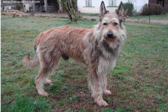 Uzak d'Ered Luin - CACS/CACIB/ MEILLEUR DE RACE