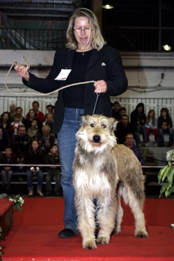 Uzak d'Ered Luin - 1erEXCELLENT /CACIB/CACS/MEILLEUR DE RACE/1ER BEST OF BREED du1er GROUPE