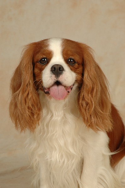 Publication : des princes des Cevennes