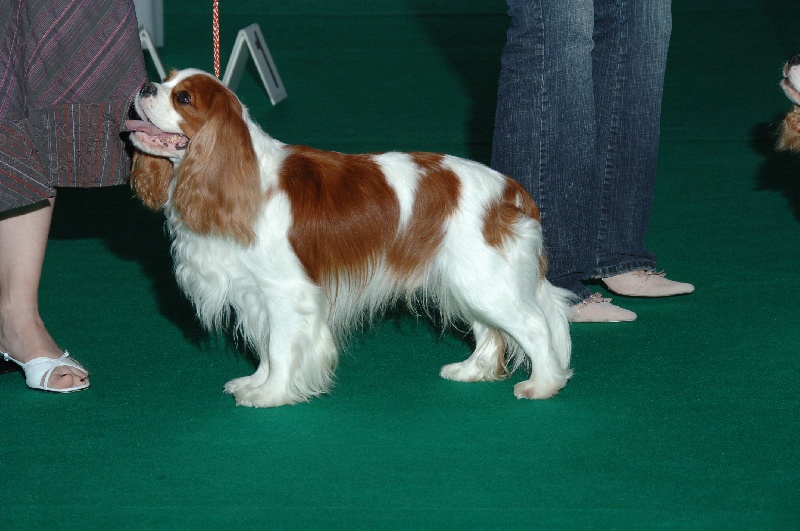 Publication : des princes des Cevennes