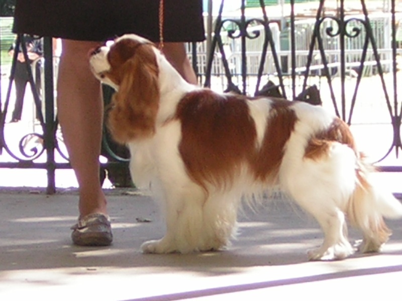 CH. Simba Du clos de larpege - 1 ER EXCELLENT MEILLEUR DE RACE