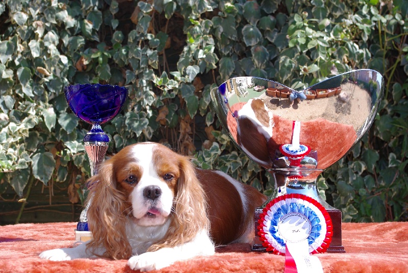 CH. Simba Du clos de larpege - 1 er excellent MEILLEUR VETERAN ET BEST IN SHOW
