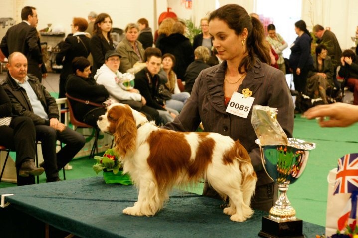 CH. Simba Du clos de larpege - 1 ER EXCELLENT MEILLEUR VETERAN DE LA NATIONALE