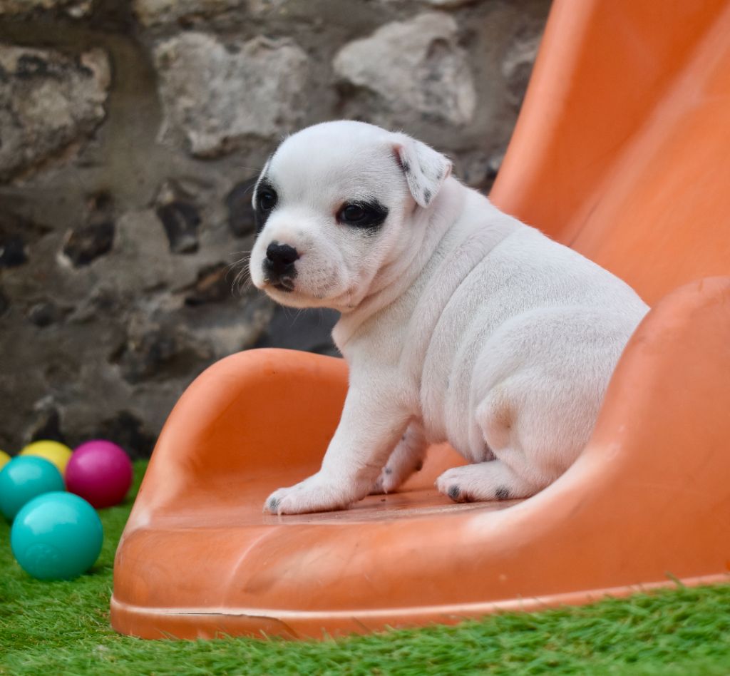 ONE STAR FIRE SWEET HAPY GIRL