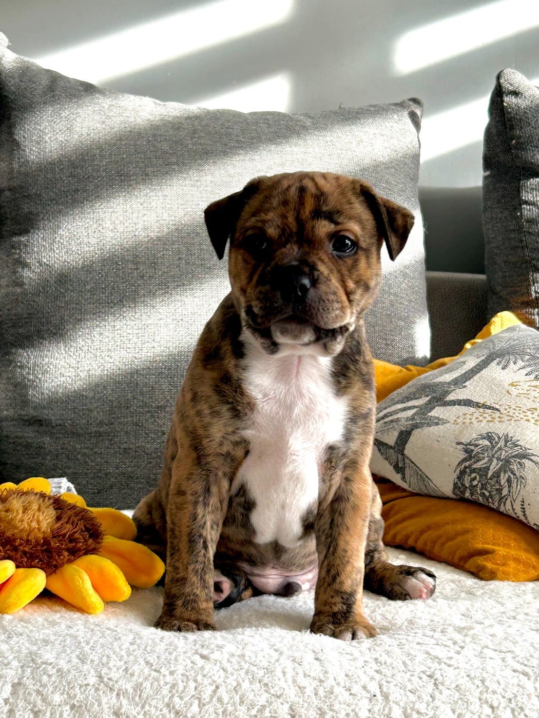 ONE STAR FIRE ASAP - Staffordshire Bull Terrier