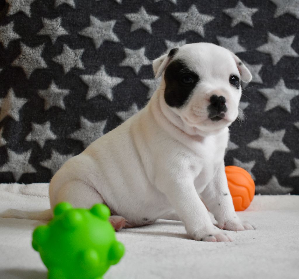 ONE STAR FIRE SWEET HAPY GIRL